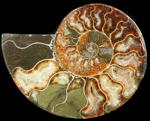 Agatized Ammonite Fossil (Half) #45527